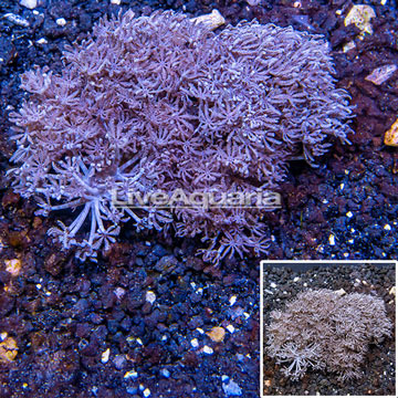 Xenia Coral Vietnam