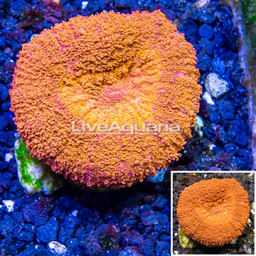 LiveAquaria® Cultured Lobed Brain Coral 