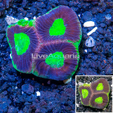 LiveAquaria® Cultured Goniastrea Coral