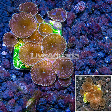 Australia Cultured Protopalythoa Polyps 