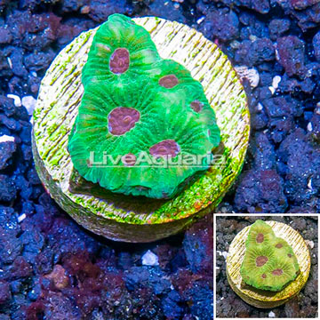 LiveAquaria® Cultured Favia Coral