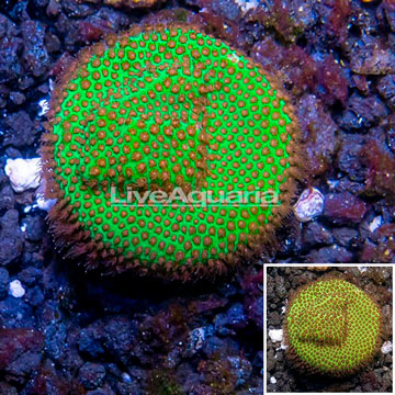 USA Cultured Screamin Demon Porites Coral 