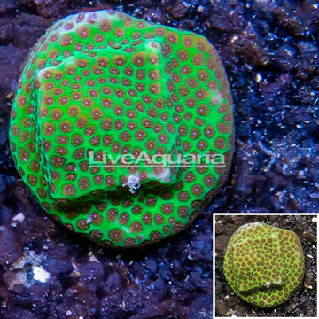 USA Cultured Jolly Green Giant Porites Coral Frag