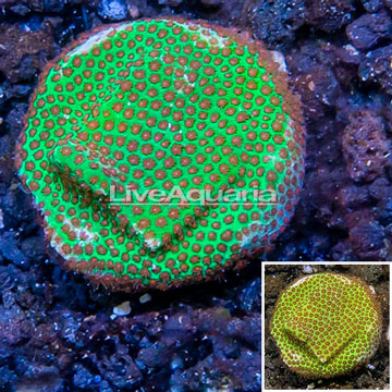 USA Cultured Screamin Demon Porites Coral Frag