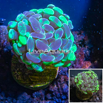 LiveAquaria® Cultured Hammer Coral 