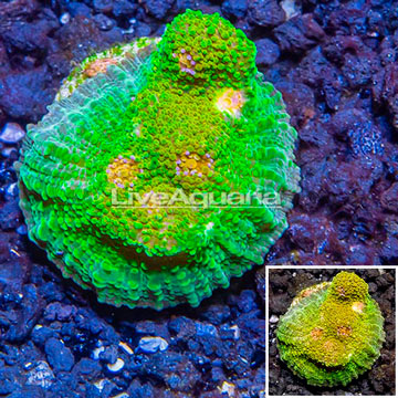 LiveAquaria® Cultured Ultra Chalice Coral