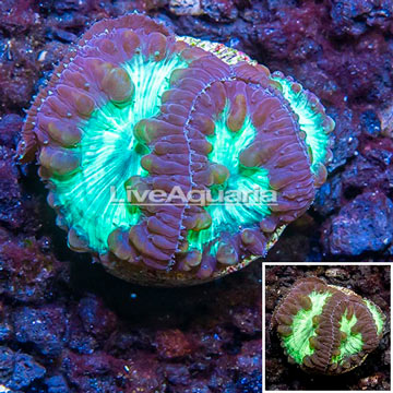 LiveAquaria® Cultured Blastomussa Wellsi Coral 