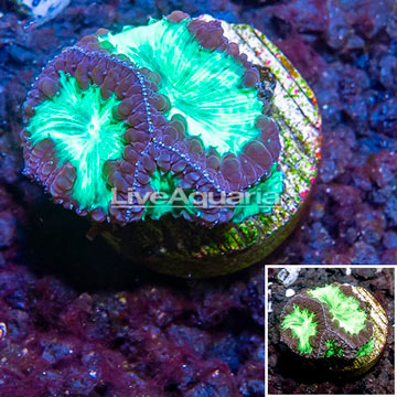 LiveAquaria® Cultured Blastomussa Coral 