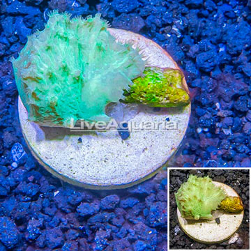 LiveAquaria® Cultured Cabbage Leather Coral 