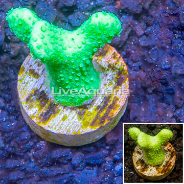 LiveAquaria® Cultured Porites Coral 