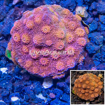 LiveAquaria® Cultured Bling Bling Cyphastrea Frag coral