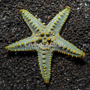 Knobby Green Sea Star