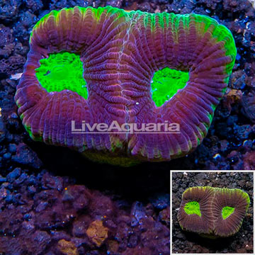 LiveAquaria® Cultured Goniastrea Brain Coral