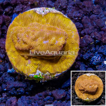 LiveAquaria® Cultured Leptoseris Coral