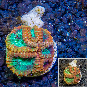 LiveAquaria® Cultured Acan Lord Coral