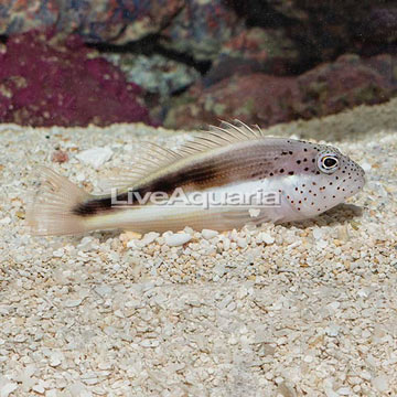 Freckled Hawkfish 