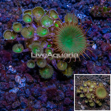 LiveAquaria® Cultured Protopalythoa Polyps 