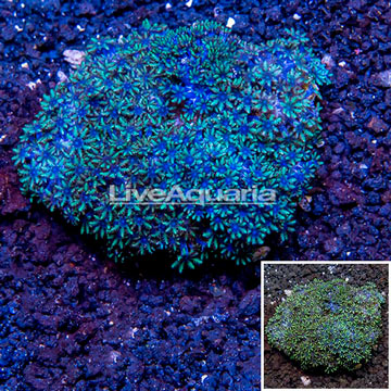 Blue Sympodium Coral Indoonesia 