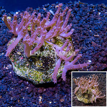 Tree Coral Indonesia