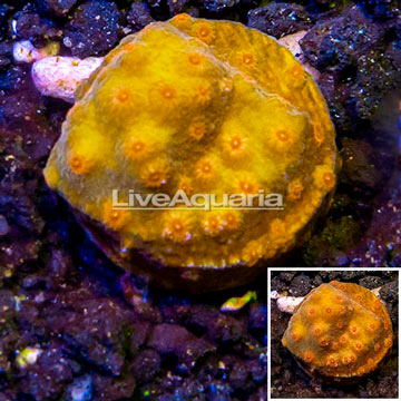 LiveAquaria® Cultured Cyphastrea Frag coral