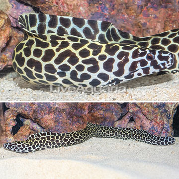 Tessalata Eel