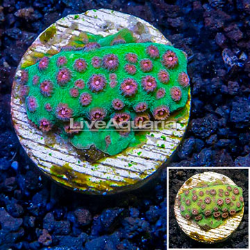 LiveAquaria® Cultured Cyphastrea Frag coral