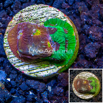 LiveAquaria® Cultured Favia Coral