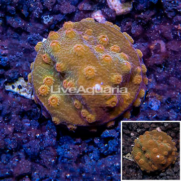 LiveAquaria® Cultured Cyphastrea Frag coral