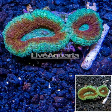 Lobed Brain Coral Australia