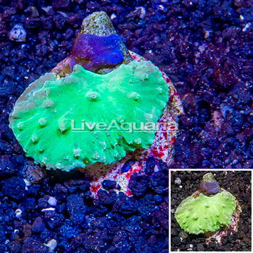 LiveAquaria® Cultured Green Cabbage Leather Coral