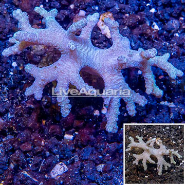 Sinularia Leather Coral Vietnam