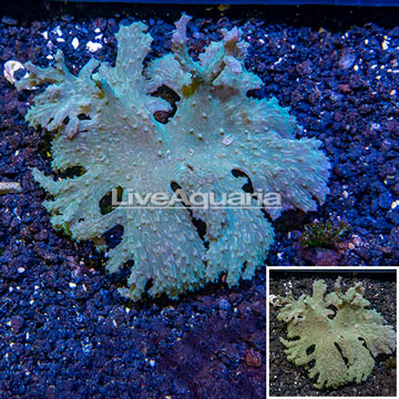 Cabbage Leather Coral Vietnam