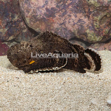 Reef Stonefish