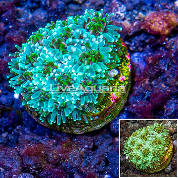 LiveAquaria® Cultured Galaxea Coral