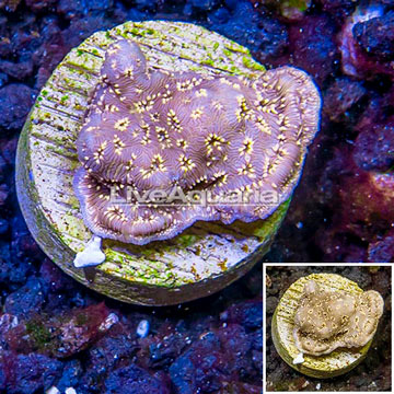 LiveAquaria® Cultured Pavona Coral