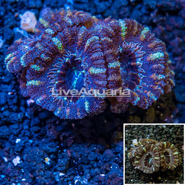 LiveAquaria® Cultured Acan Lord Coral 