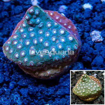 LiveAquaria® Cultured Cyphastrea Frag