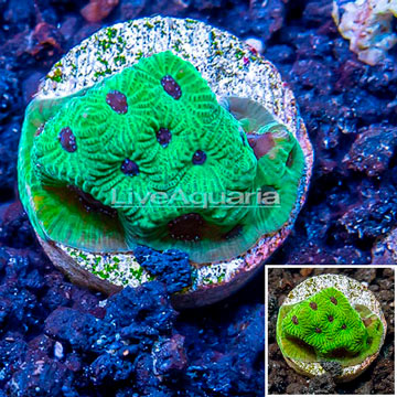 LiveAquaria® Cultured Favia Brain Coral