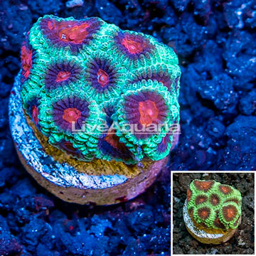 LiveAquaria® Cultured Favia Coral