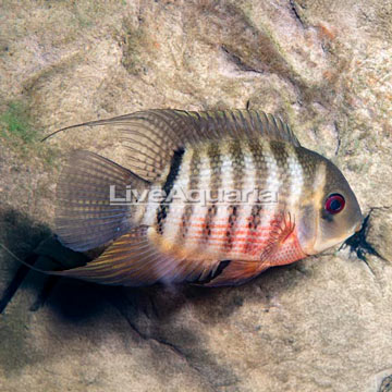 Tiger Severum Curare Cichlid