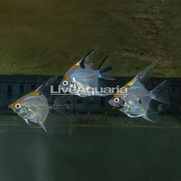 Koi Angelfish, Trio