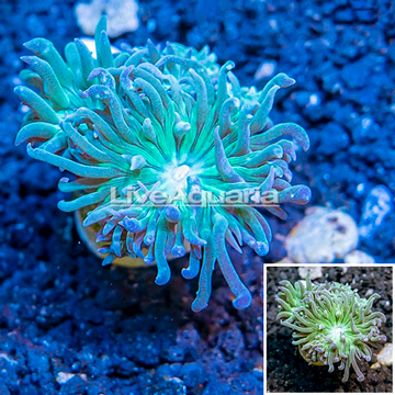 LiveAquaria® Cultured Duncan Coral