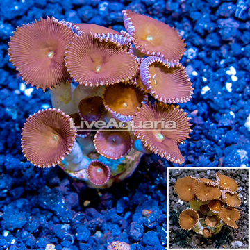 LiveAquaria® Cultured Protopalythoa Polyps 