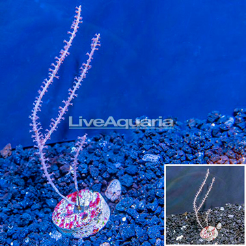 LiveAquaria® Cultured Purple Gorgonia Coral