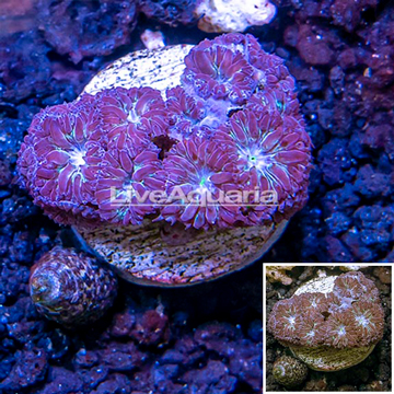 LiveAquaria® Purple Blastomussa Coral