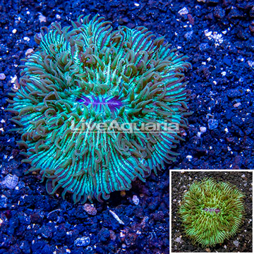 Short Tentacle Plate Coral Australia