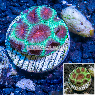 LiveAquaria® Cultured Favia Coral