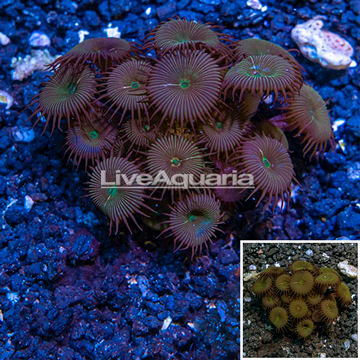 LiveAquaria® Cultured Protopalythoa Polyps 