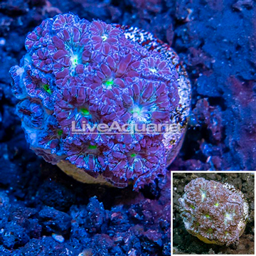 LiveAquaria® Purple Blastomussa Coral