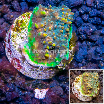 LiveAquaria® Cultured Ultra Chalice Coral